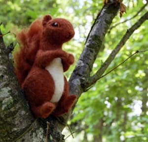 Woollen Woods - Red Squirrel