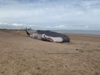 Picture of a whale on the beach